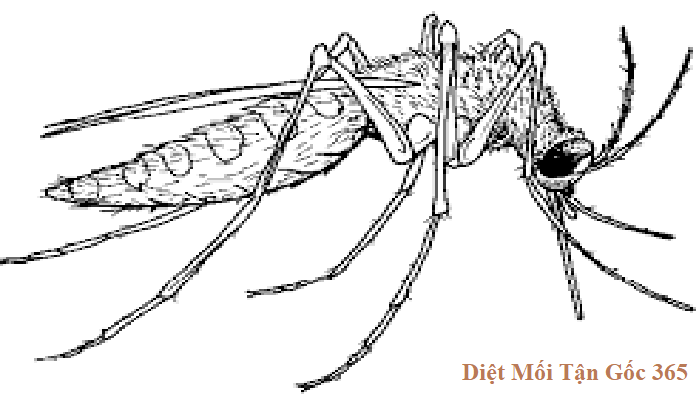 diệt muỗi 365 chất lượng