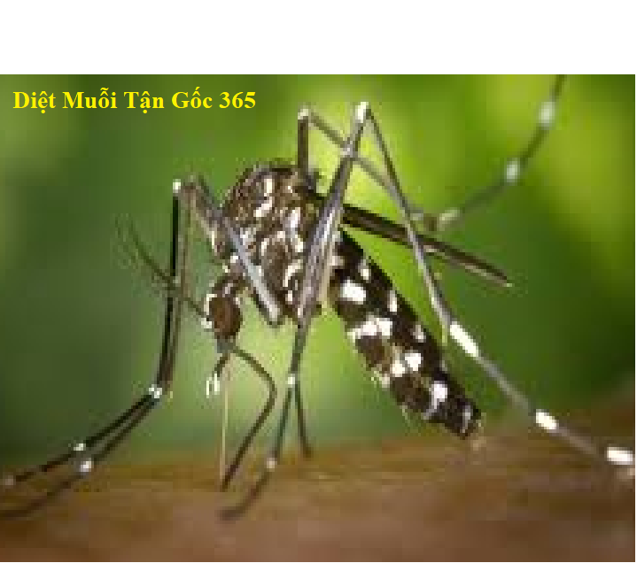 diệt muỗi tận gốc giá rẻ