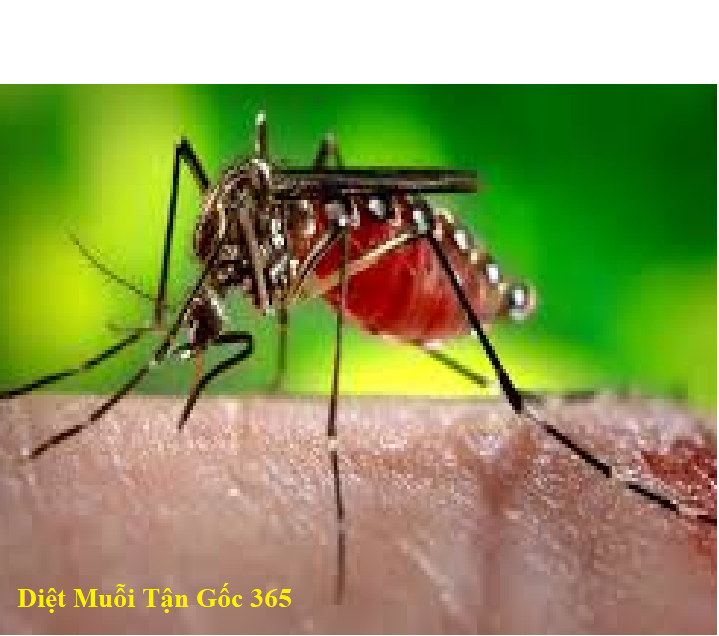 diệt muỗi tận gốc uy tín