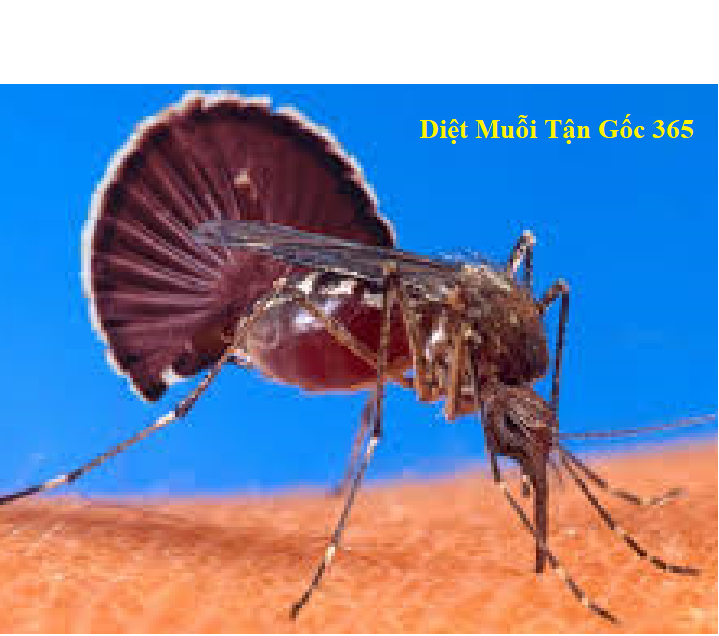 diệt muỗi tận gốc