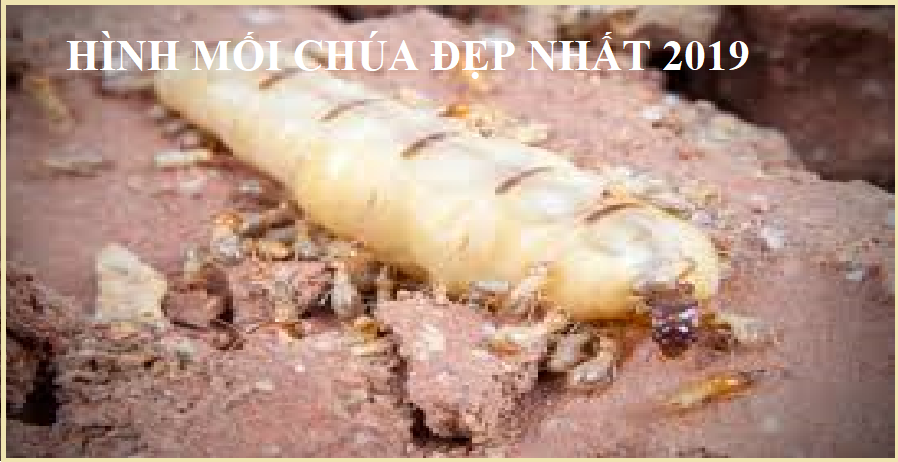 diệt mối chúa tận gốc