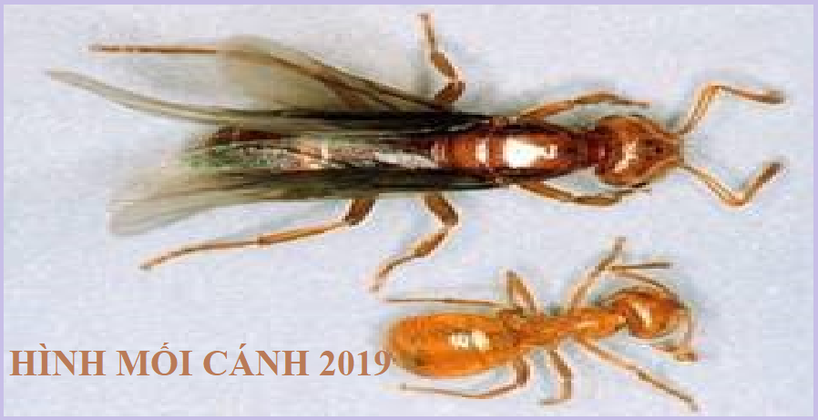 diệt mối cánh 365