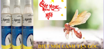 Diệt mối cánh