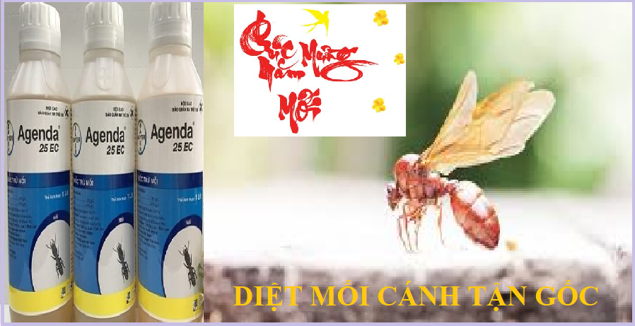 diệt mối cánh tận gốc giá rẻ