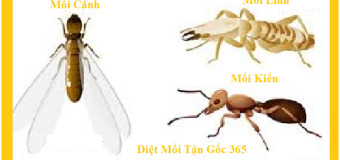 Diệt mối tại Thái Bình