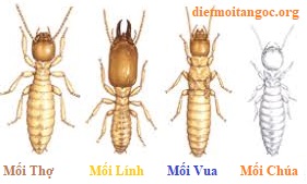 diệt mối tận gốc giá rẻ hà nội uy tín