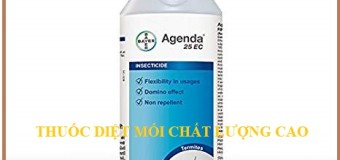 Mẹo diệt mối tận gốc