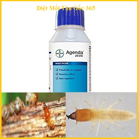 Mẹo diệt mối tận gốc giá rẻ