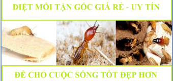 Diệt mối bằng cách nào