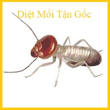 diệt mối bằng dầu hỏa uy tín