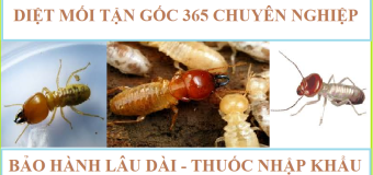 Diệt mối tận gốc hà nội