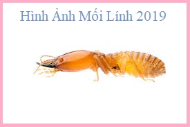 diệt mối tận gốc tại nhà chất lượng