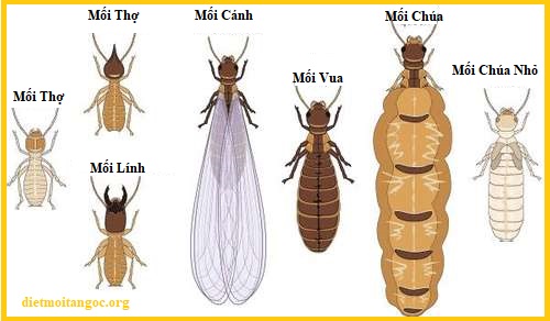 diệt mối tận gốc hcm giá rẻ