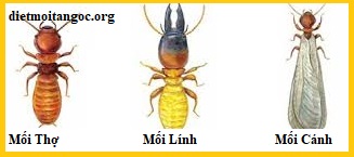 diệt mối tận gốc hà nam giá rẻ
