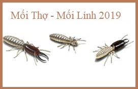 diệt mối chúa giá rẻ