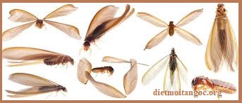 diệt mối tận gốc hoa lâm giá rẻ