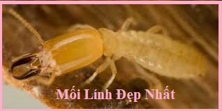 diệt mối côn trùng giá rẻ