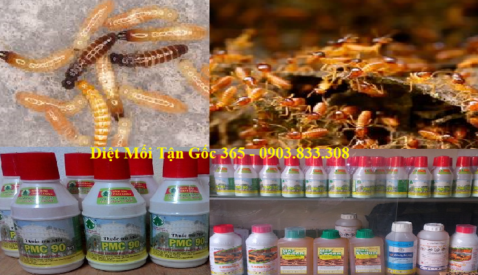 diệt mối tận gốc nam định giá rẻ