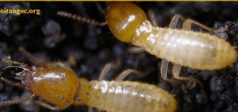 Diệt mối tận gốc Nam Định