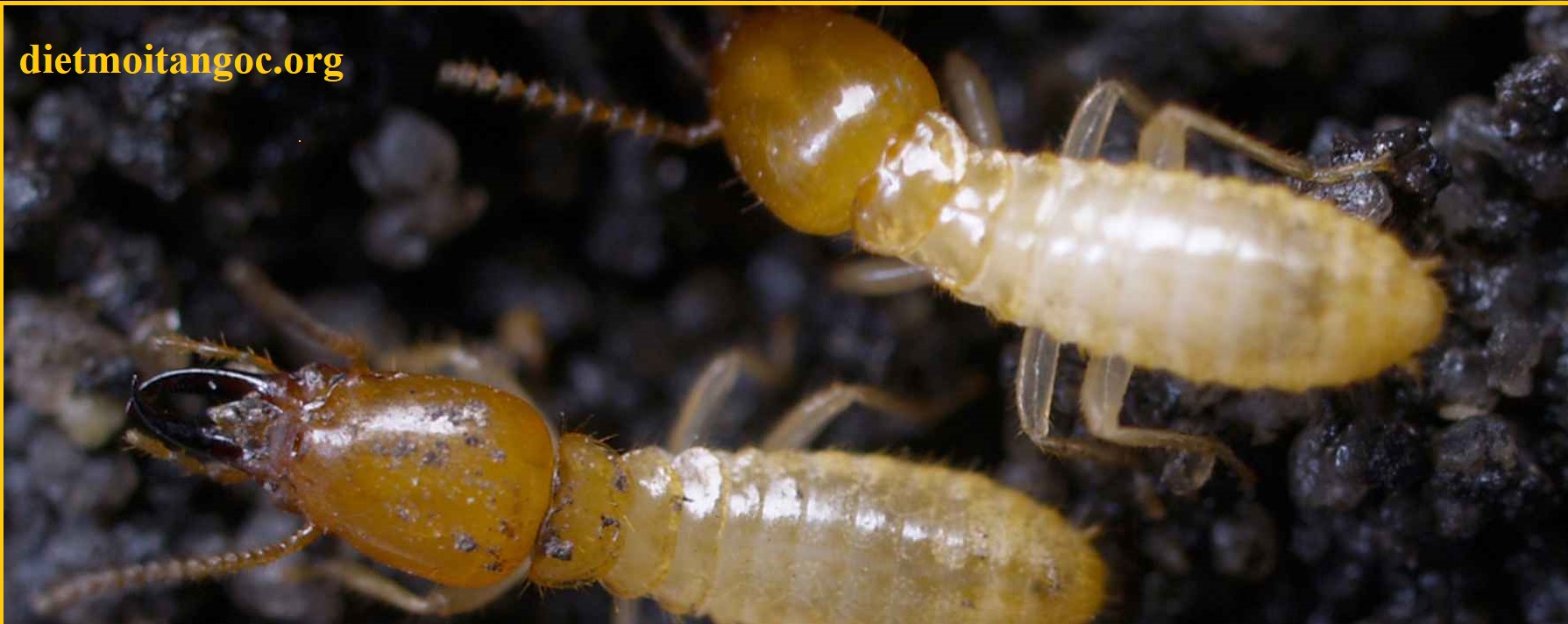 diệt mối tận gốc nam định uy tín