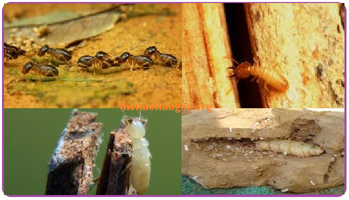 diệt mối tận gốc nam định chất lượng