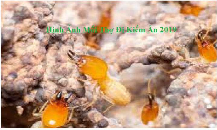 diệt mối tận gốc bằng cách nào hcm