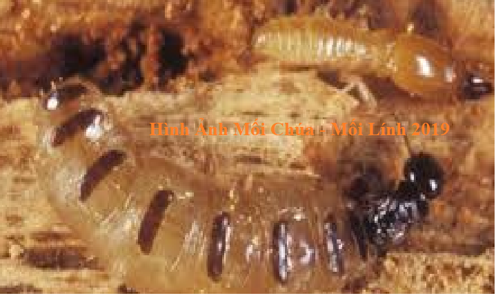 diệt mối tận gốc bằng cách nào