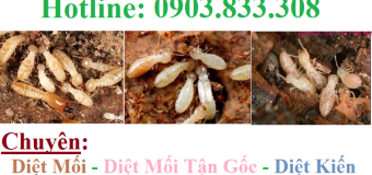 Diệt mối tận gốc giá bao nhiêu