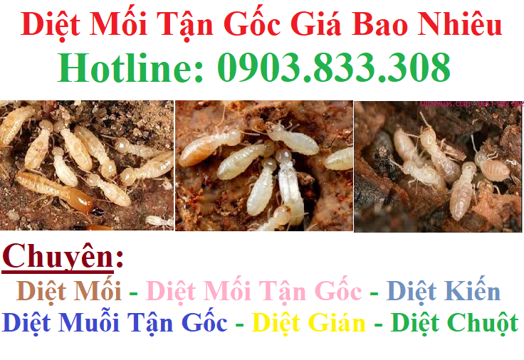 diệt mối tận gốc giá bao nhiêu