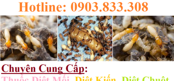 Diệt mối tận gốc tphcm