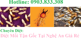 Diệt mối tận gốc tại Nghệ An