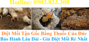 Diệt mối tận gốc tại Đà Nẵng