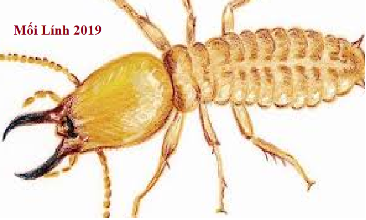 diệt mối tận gốc uy tin 365h