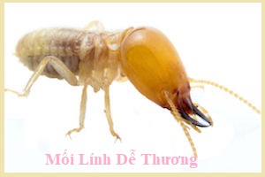 diệt mối đất