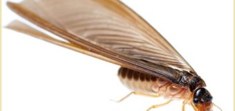 Diệt mối bình dương