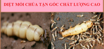 Diệt mối hải phòng