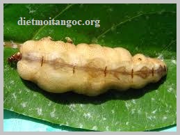 diệt mối gỗ uy tín