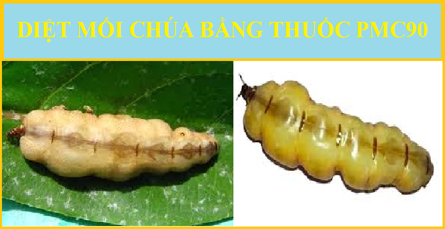 diệt mối gỗ giá rẻ