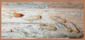 diệt mối gỗ chất lượng