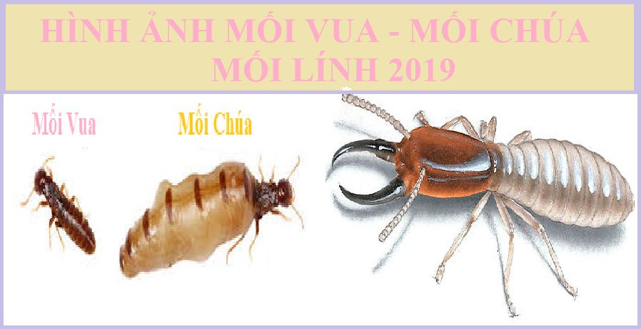 phương pháp diệt mối tận gốc giá rẻ