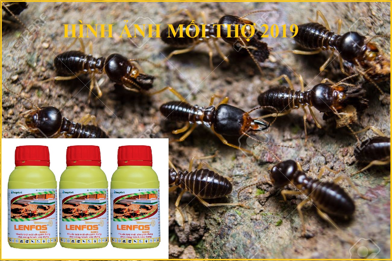 phương pháp diệt mối tận gốc tại nhà