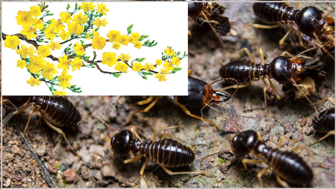 phương pháp diệt mối tận gốc 