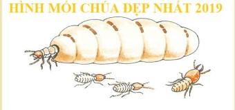 Diệt mối hiệu quả