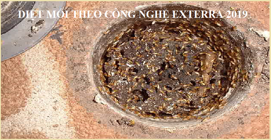 công nghệ diệt mối exterra uy tín