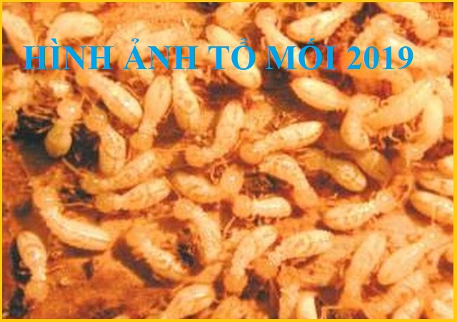 diệt mối tận gốc tại sóc trăng tại nhà