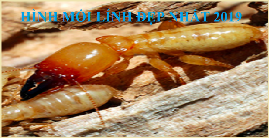  diệt mối tận gốc uy tín