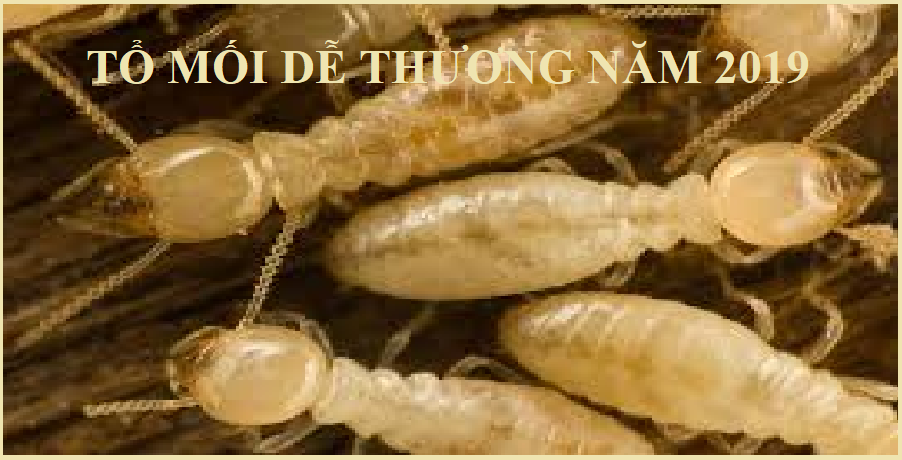  diệt mối tận gốc uy tín giá rẻ