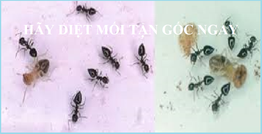  diệt mối tận gốc uy tín tại nhà
