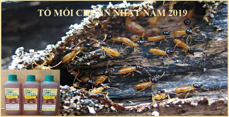 diệt mối tận gốc trà vinh
