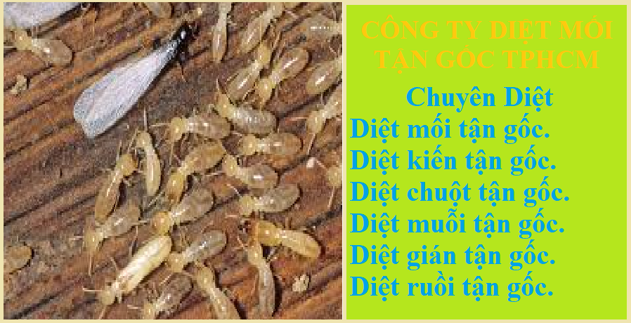 diệt mối tận gốc trà vinh giá rẻ